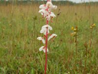 Pyrola rotundifolia 13, Rond wintergroen, Saxifraga-Ed Stikvoort