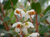 Pyrola rotundifolia 14, Rond wintergroen, Saxifraga-Ed Stikvoort