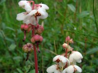 Pyrola rotundifolia 17, Rond wintergroen, Saxifraga-Ed Stikvoort