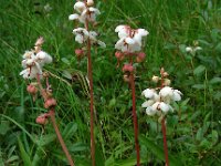 Pyrola rotundifolia 18, Rond wintergroen, Saxifraga-Ed Stikvoort