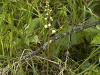 Pyrola rotundifolia 2, Rond wintergroen, Saxifraga-Jan van der Straaten