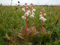 Pyrola rotundifolia 20, Rond wintergroen, Saxifraga-Ed Stikvoort