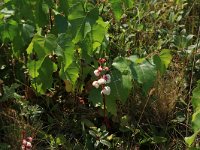 Pyrola rotundifolia 22, Rond wintergroen, Saxifraga-Hans Boll