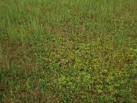 Pyrola rotundifolia 25, Rond wintergroen, Saxifraga-Hans Boll