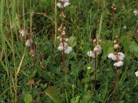 Pyrola rotundifolia 31, Rond wintergroen, Saxifraga-Hans Boll