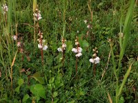 Pyrola rotundifolia 32, Rond wintergroen, Saxifraga-Hans Boll