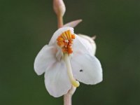 Pyrola rotundifolia 47, Rond wintergroen, Saxifraga-Hans Dekker