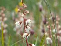 Pyrola rotundifolia 49, Rond wintergroen, Saxifraga-Hans Dekker