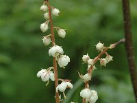 Pyrola rotundifolia 6, Rond wintergroen, Saxifraga-Jan van der Straaten