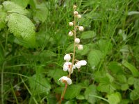 Pyrola rotundifolia 9, Rond wintergroen, Saxifraga-Peter Meininger