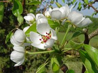 Pyrus pyraster 7, Saxifraga-Hans Grotenhuis