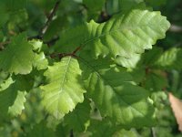 Quercus canariensis 1, Saxifraga-Jan van der Straaten