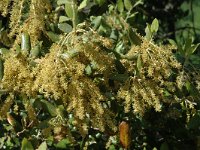 Quercus coccifera, Kermes Oak