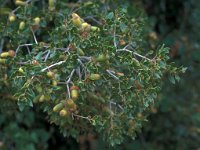 Quercus coccifera 19, Saxifraga-Jan van der Straaten