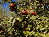 Quercus coccifera 22, Saxifraga-Ed Stikvoort : Baranc del Curt