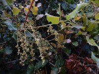 Quercus coccifera 26, Saxifraga-Ed Stikvoort