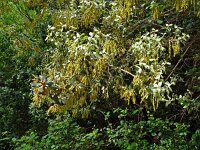 Quercus coccifera 27, Saxifraga-Hans Grotenhuis