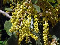 Quercus coccifera 29, Saxifraga-Hans Grotenhuis