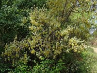 Quercus coccifera 30, Saxifraga-Hans Grotenhuis