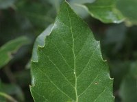 Quercus crenata