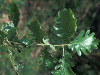 Quercus humilis