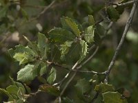 Quercus ilex, Evergreen Oak