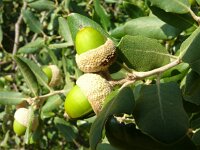 Quercus ilex 22, Saxifraga-Hans Grotenhuis