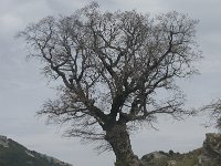 Quercus lusitanicus