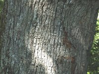 Quercus robur, Common Oak