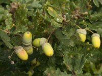 Quercus robur 12, Zomereik, Saxifraga-Jan van der Straaten