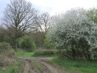 Quercus robur 22, Zomereik, Saxifraga-Hans Boll