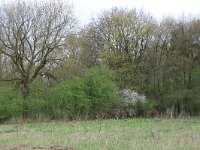 Quercus robur 23, Zomereik, Saxifraga-Hans Boll