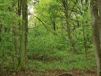 Quercus robur 27, Zomereik, Saxifraga-Hans Boll