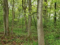 Quercus robur 28, Zomereik, Saxifraga-Hans Boll