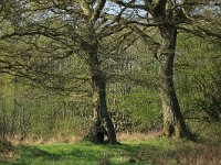 Quercus robur 31, Zomereik, Saxifraga-Hans Boll