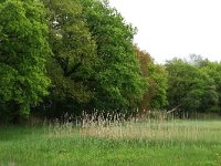 Quercus robur 33, Zomereik, Saxifraga-Hans Boll