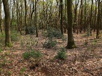 Quercus robur 35, Zomereik, Saxifraga-Hans Boll