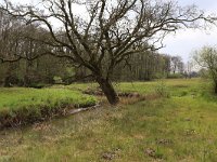 Quercus robur 42, Zomereik, Saxifraga-Hans Boll