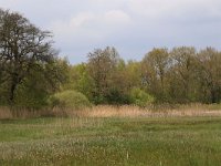 Quercus robur 44, Zomereik, Saxifraga-Hans Boll