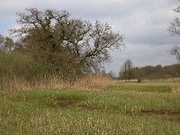 Quercus robur 45, Zomereik, Saxifraga-Hans Boll