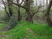 Quercus robur 48, Zomereik, Saxifraga-Hans Boll