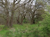 Quercus robur 50, Zomereik, Saxifraga-Hans Boll