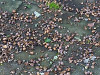 Acorns of Common oak (Quercus robur) on paving stones  Acorns of Common oak (Quercus robur) on paving stones : acorn, acorns, many, fallen, fall, autumn, autumnal, common oak, oak, quercus, quercus robur, european oak, english oak, fruit, fruits, seed, seeds, reproduction, outside, outdoor, nobody, no people, paving stone, paving stones, street, nature, natural, flora, floral