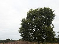 Solitary Common Oak (Quercus robur) on heathland, Groote Zand, Midden-Drenthe, Netherlands  Solitary Common Oak (Quercus robur) on heathland, Groote Zand, Midden-Drenthe, Netherlands : oak, common oak, oak tree, Quercus robur, heather, nature reserve, Groote Zand, Midden-Drenthe, Havelte, Drenthe, Netherlands, Europe, european, Dutch, nature, natural, rural landscape, tree, heathland, season, summer, summertime, rural, rural scene, non-urban scene, outside, outdoor, outdoors, no people, nobody, heath, solitary