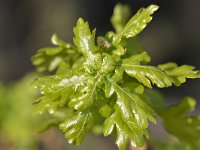 Quercus robur 71, Zomereik, Saxifraga-Tom Heijnen