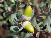 Quercus rotundifolia 5, Saxifraga-Tom Heijnen