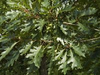 Quercus rubra, Red Oak