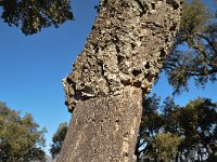 Quercus suber 63, Kurkeik, Saxifraga-Harry Jans