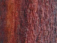 Quercus suber 66, Kurkeik, Saxifraga-Hans Grotenhuis