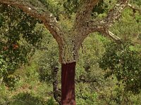 Quercus suber 67, Kurkeik, Saxifraga-Hans Grotenhuis